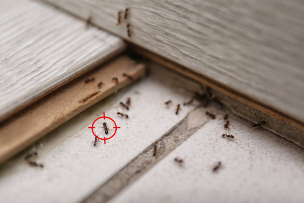 Best Best Pest Control Companies  in Newport, DE
